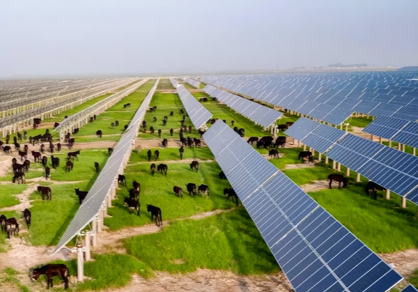 探访：盐碱地何以“风吹草低见牛羊”