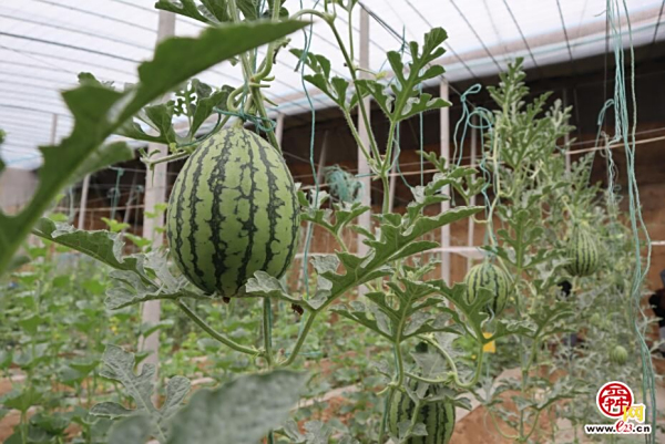 盐碱地萌发“生命力”