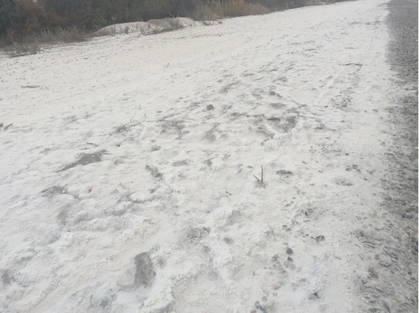 潮声丨1500000000亩盐碱地，能否再造一个“大国粮仓”