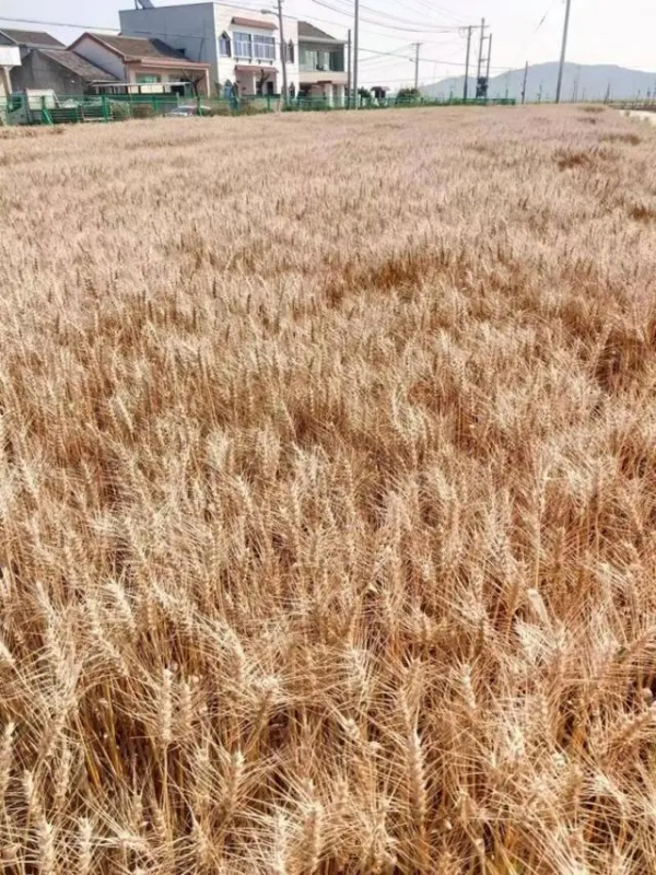 沿着总书记的足迹·新闻多一点｜盐碱地如何变成丰产田