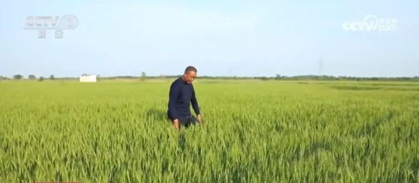 “唤醒”盐碱地 旱碱麦产量连年“步步高”