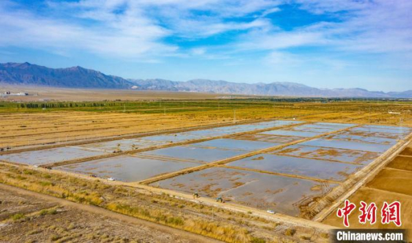 变废为宝 新疆兵团如何让盐碱地变“聚宝盆”？