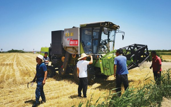 盐碱地托起“金色希望” 金融支持旱碱麦种植推广的沧州实践