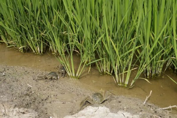 河北丰南：盐碱地综合治理显成效