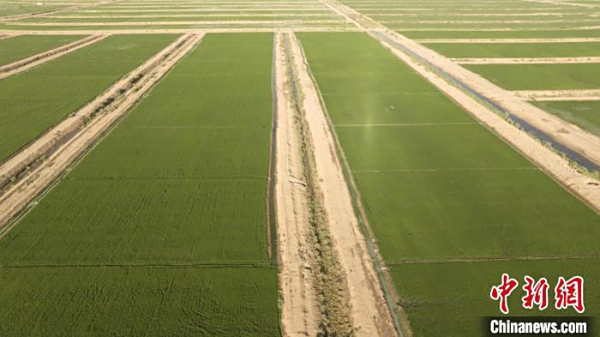 新疆兵团：盐碱地变良田 万亩水稻长势好