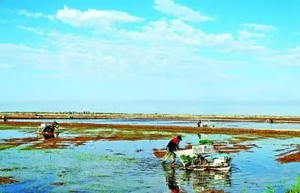盐碱地上 正在“长”出新粮仓