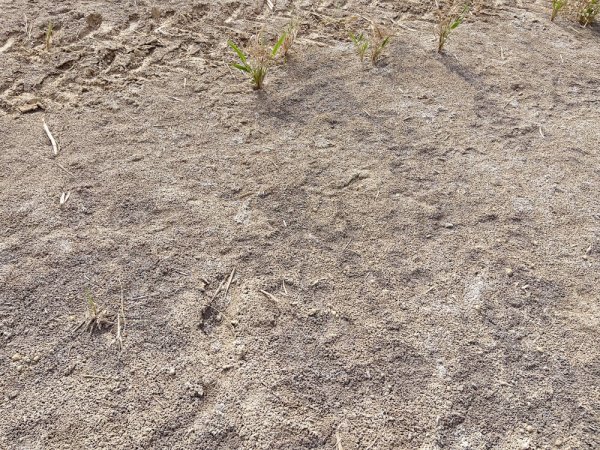 让盐碱地发挥大作用（美丽中国·关注盐碱地治理③）