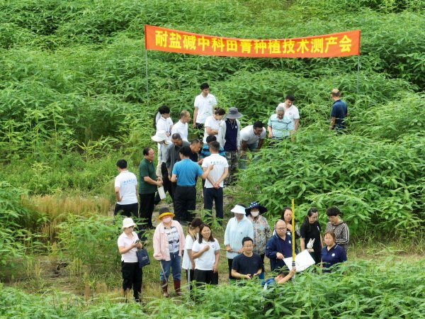 盐碱地上来了“新朋友”