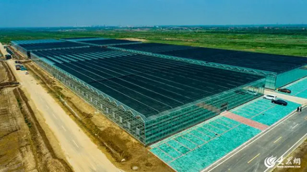 五彩河口丨盐碱地蝶变展新颜