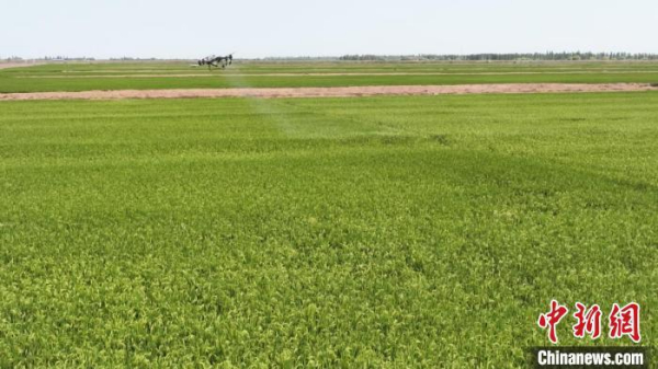 新疆兵团：盐碱地变丰收田 万亩水稻穗飘香