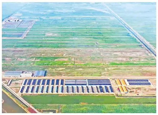 记者蹲点·寻访生态产业化故事丨盐碱地向高向绿