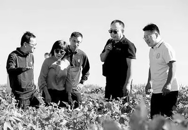 瞧，黄河口盐碱地上建起“新粮仓”