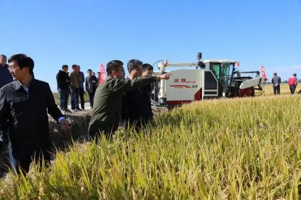 向黑龙江“稻”喜 盐碱地上获丰收