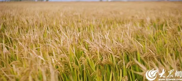 绿洲时评丨立足盐碱地特色 筑牢粮食安全根基