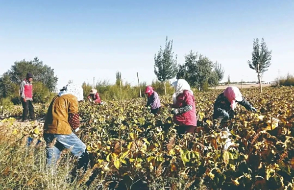 格尔木：土壤改良见成效 盐碱地里迎丰收