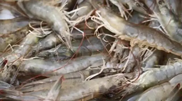 用盐碱地造海养海鲜，遥遥领先！