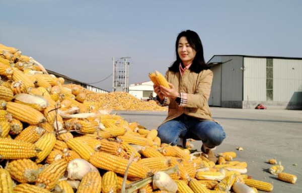 北斗姑娘“慧”种盐碱地