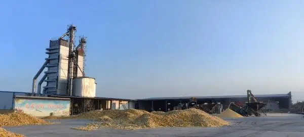 山东东营：盐碱地长出稳产“大粮仓”