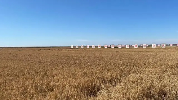 盐碱地变“粮仓” 吉林省最大单体盐碱地迎丰收