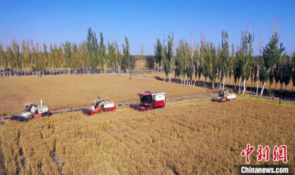 （乡村行·看振兴）新疆“疆南水乡”逾万亩盐碱地改良种出海水稻好“丰”光