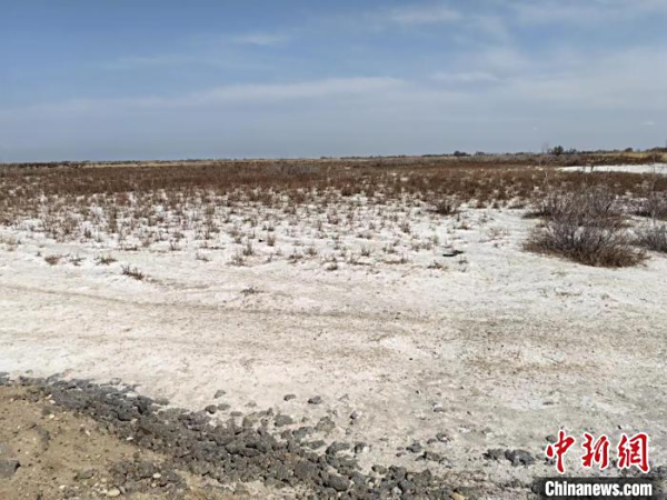 新疆伽师盐碱地何以种出“甜蜜产业”？