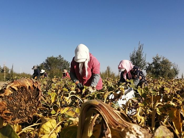 盐碱地里“油葵香”