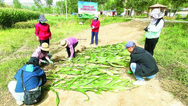 【新时代 新征程 新伟业】新技术催生盐碱地里好“丰”景 ——青海盐碱地综合开发利用记者见闻
