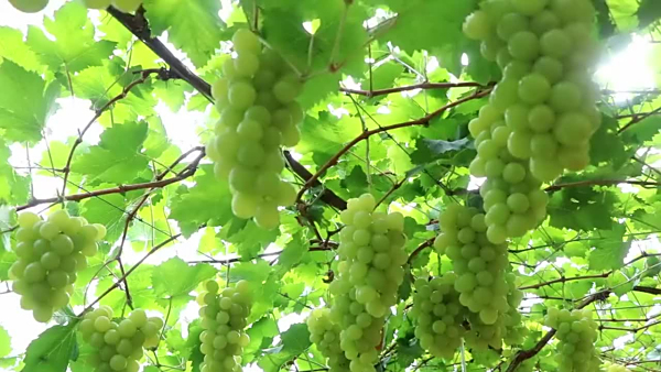 潍坊滨海：盐碱地结出“致富果”