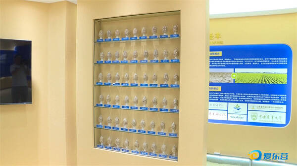 盐碱地里种出“金豆子”