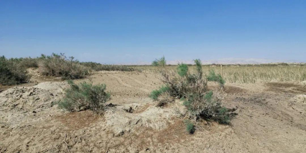 地质科普 | 盐碱地土壤要“控盐”