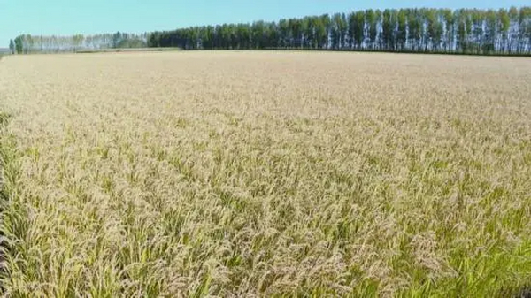 新技术 新耕地 新粮仓——从盐碱地改良发现现代农业之变