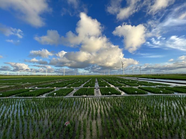 科技赋能 啃下盐碱地治理“硬骨头”