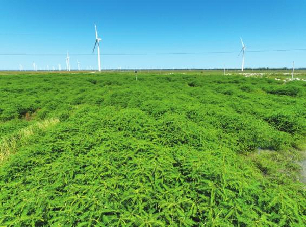 亚热带“野草”助力盐碱地焕发新生