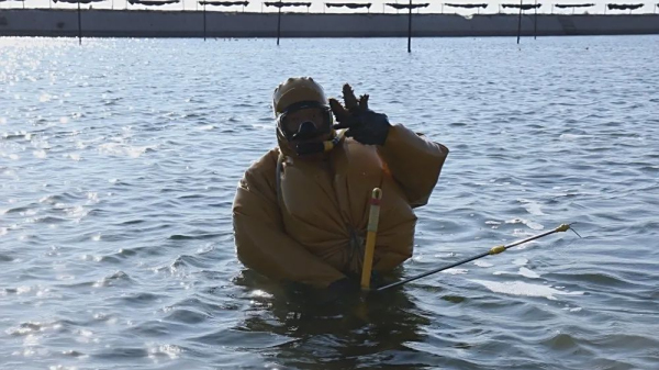 渤海岸边盐碱地从“白花花”到“金灿灿”