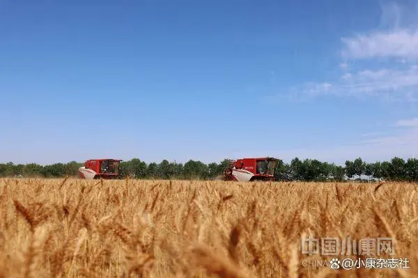 河北黄骅：昔日盐碱地 今朝新粮仓
