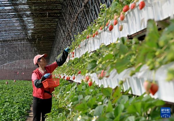 河北曹妃甸：盐碱地上果蔬飘香富农家