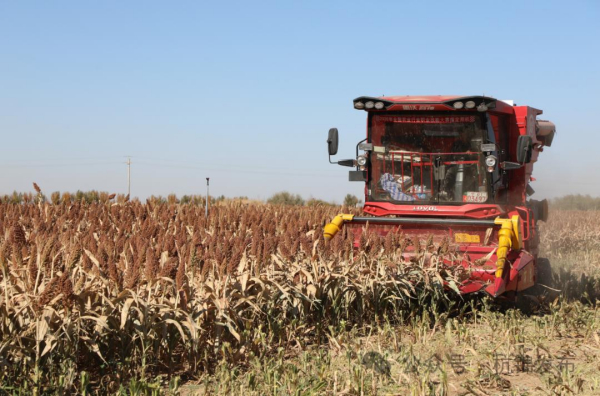 杭锦旗：盐碱地里 话好“丰”景