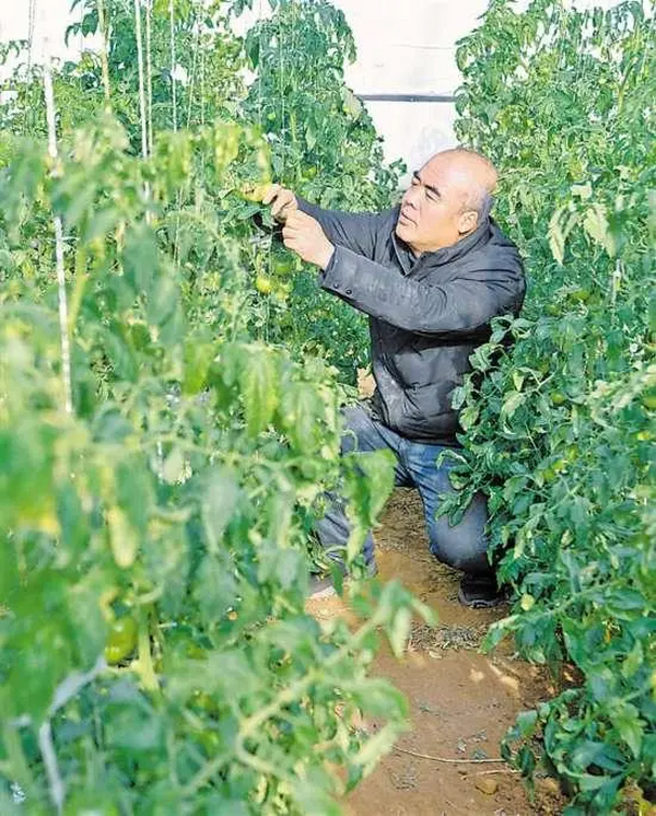 瞭望丨科技战盐碱