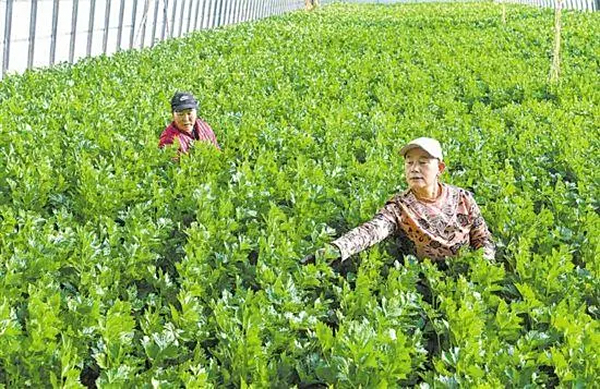 宝丰村：盐碱地里寻甜头