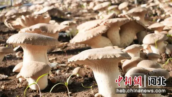 河北曹妃甸：废菌棒再利用 盐碱地开“新”花