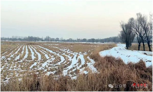 盐碱地里有“钱”景