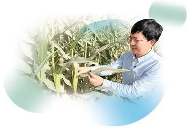 把盐碱地变成米粮川（自然之子）