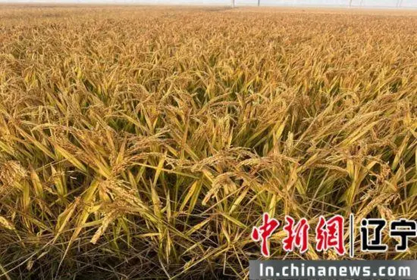 普兰店：盐碱地种出精品米 解锁乡村振兴“新希望”