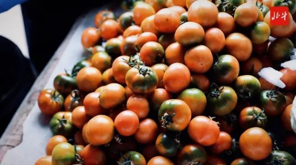 家乡变化真大｜盘山碱地里的“柿”业