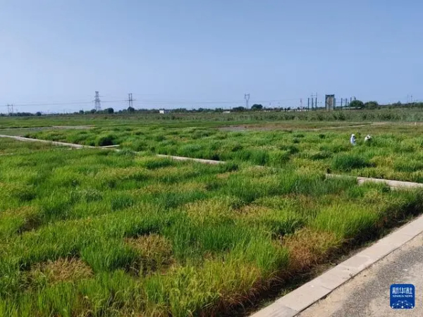 我国科学家发现水稻耐盐关键优异新基因