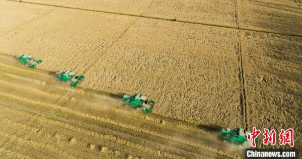 亩产破570公斤！新疆兵团万亩盐碱地当年治理当年高产的秘诀何在？