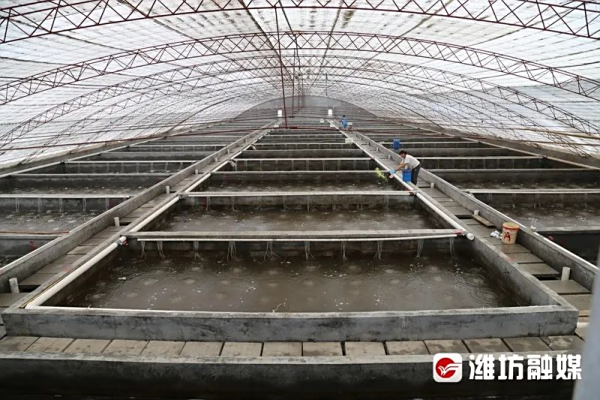 潍坊滨海区：以虾为“媒”，盐碱地变“聚宝盆”