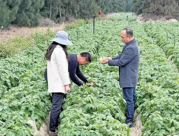 实验区首批盐碱地种植的马铃薯将迎收成