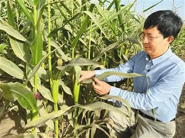 昔日盐碱地 今朝稻粮川