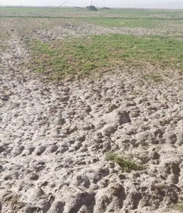 “要啃就啃最硬的骨头”——中国农业科学院盐碱地改良创新团队攻关纪实